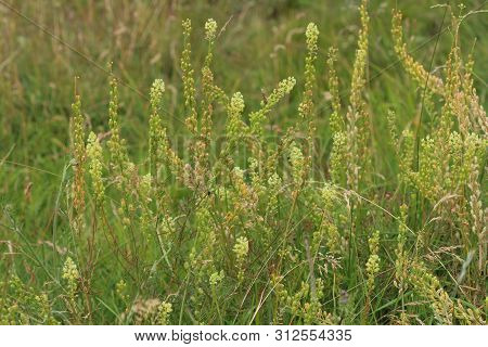 Reseda Lutea, The Yellow Mignonette Or Wild Mignonette Flower