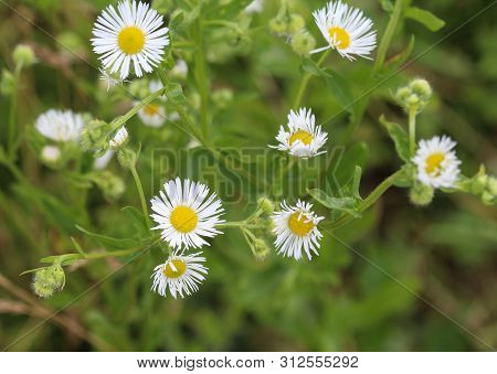 Erigeron Annuus, Annual Fleabane, Daisy Fleabane, Or Eastern Daisy Fleabane