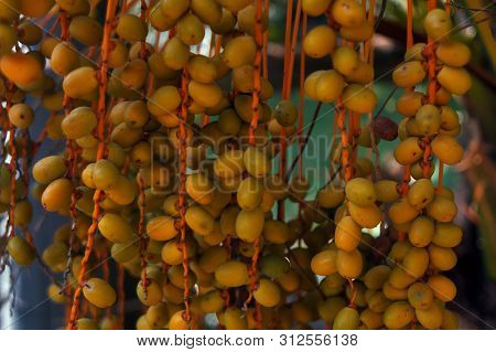 Dates On A Palm Tree. Branch With Dates