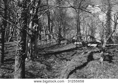 Spooky Woodlands