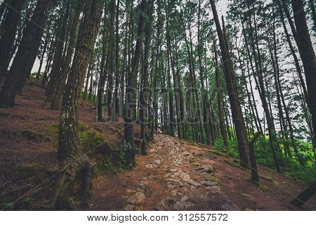 Pine Forest In Vagamon Hills Is One Of The Best Tourist Place In Kerala