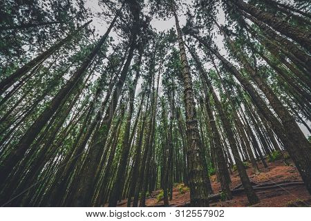 Pine Forest In Vagamon Hills Is One Of The Best Tourist Place In Kerala