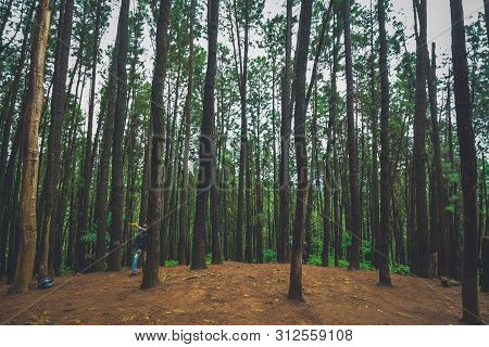 Pine Forest In Vagamon Hills Is One Of The Best Tourist Place In Kerala