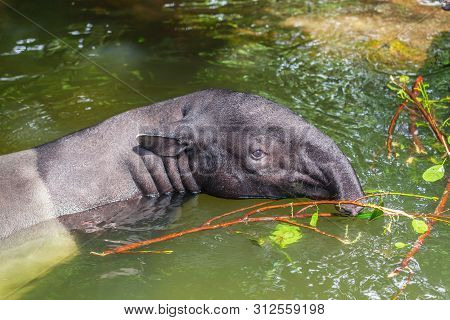 Mammal Animal Gray Tapir Swims In The River. Singapore Zoo