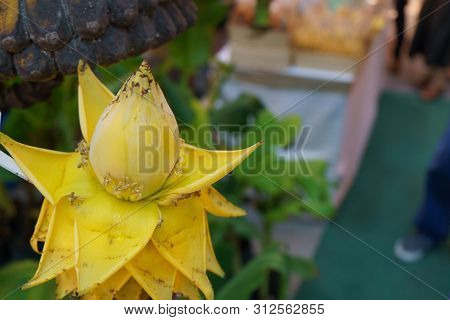 Yellow Banana Flower, Musella Lasiocarpa, Golden Lotus Banana