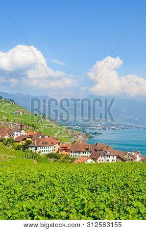 Vertical Photography Of Stunning Village Rivaz In Lavaux Wine Region, Switzerland. Green Terraced Vi