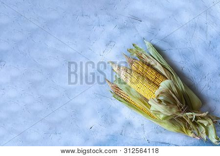Corn Bouquet On Bright Blue Background. Bouquet Made With Partially Shucked Sweet Corns With Cobs. R
