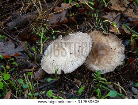 White Gilled Fungus, Possibly A Mature Agaricus Campestris, Gorwing In A Garden, Close-up, In Califo