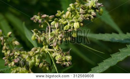 Ripening Seeds On A Hemp Plant On A Blurred Natural Background. Selective Focus.