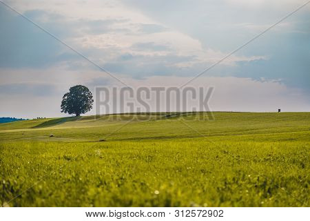 Idyllic Landscape Scenery In Summer: Tree And Green Meadow, Blue Sky
