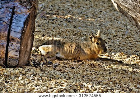 A Patagonian Mara Lying On The Floor Relaxing