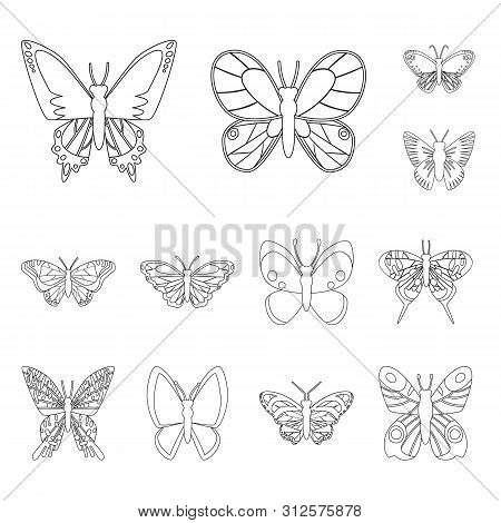 Vector Design Of Fly And Decorative Icon. Set Of Fly And Insect Vector Icon For Stock.