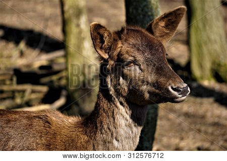 Close Up Of The Face Of A Female Fallow Deer