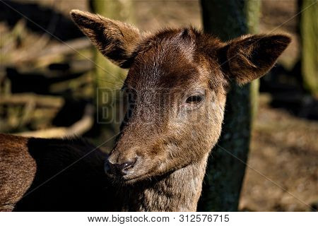 Female Fellow Deer Spotted In The Forest Looking To The Side