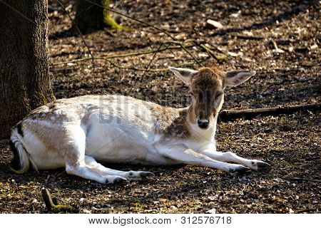 Female Fellow Deer In The Forest Lying On The Floor And Resting