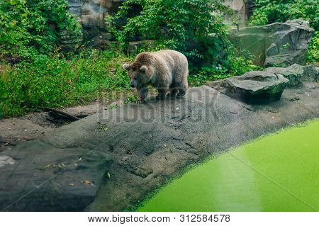 The Mainland Grizzly Portait Of The Big Female Bear.big Bear Goes Down The Slope.