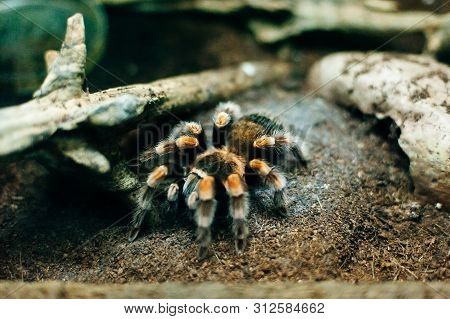 Huge Hairy Red Spider On Bark In Zoo