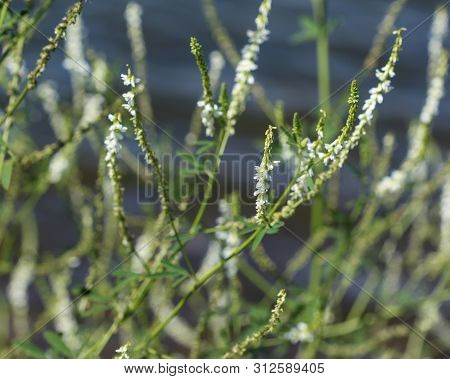 Melilotus Albus, Also Known As Honey Clover, Bokhara Clover (australia), Sweet Clover, Or White Meli