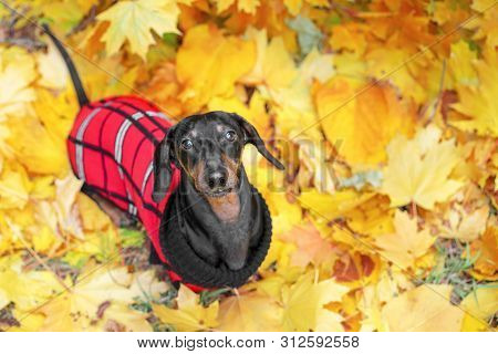 Top View  Portrait Of A Dachshund Dog, Black And Tan, In A Red Sweater Stands On The Ground Full Of 