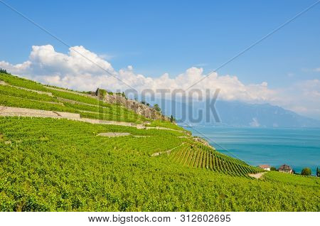 Magnificent Terraced Vineyards In Picturesque Village Rivaz In Lavaux Wine Region, Switzerland. Gree