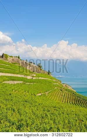Vertical Photography Of Green Terraced Vineyards In Picturesque Village Rivaz In Lavaux Wine Region,