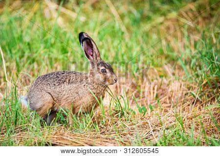 European Hare Or Lepus Europaeus Leaps In A Meadow