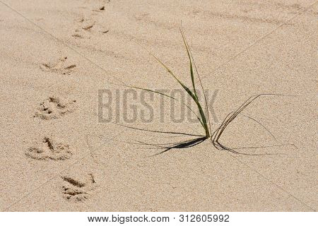 Hot Summer Sand With Bird Tracks And Grass, Mossel Bay, South Africa