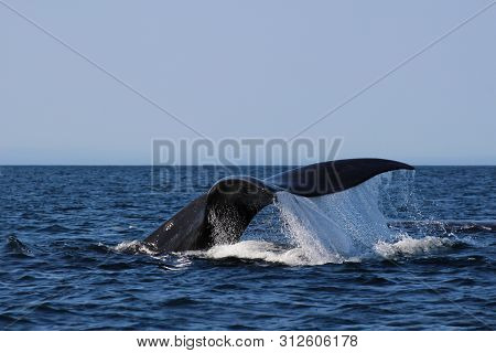 Whale Tail Of A Southern Right Whale Diving In Plettenberg Bay