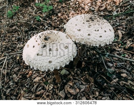 Two Poisonous Mushrooms Close-up. White Mushroom Hats