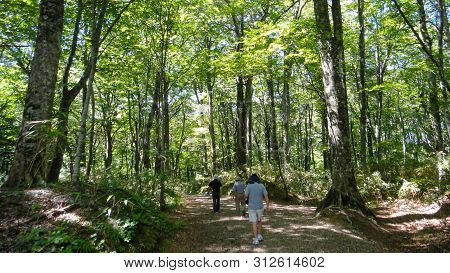 Forest Of Juniko Twelve Lakes Area In The Shirakami-sanchi Mountainous. A Unesco World Heritage Site