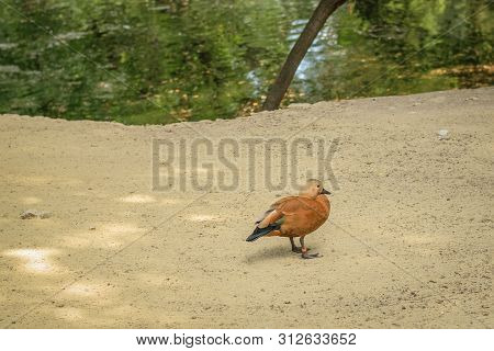 Beautiful Duck With A Mark On His Leg On The Sand Near The Pond. Wild Waterfowl.
