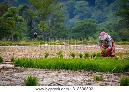 Kathmandu, Nepal - June 30 2019: Nepali Farmers Ploughing Field During National Paddy Day In Nepal