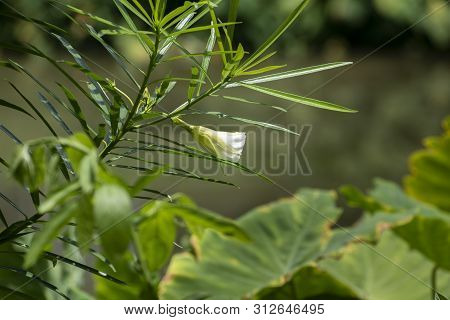 Cascabela Thevetia Or Thevetia Peruviana Is A Poisonous Flower. Giving It A Common Name Yellow Olean