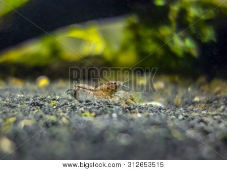 Macro Shot Of A Small Freshwater Crayfish In Aquatic Ambiance
