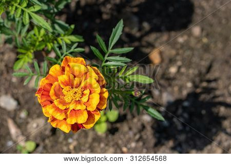 Natural Background. Image Of Orange Merigold In The Garden