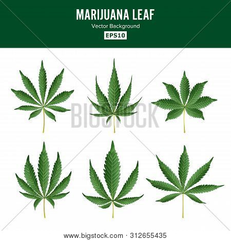Marijuana Green Leaf . Medicinal Herbs Collection. Cannabis Sativa Or Cannabis Indica Illustration I