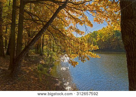 Trees With Bright Yellow Fall Foliage On The Shore Of The Pond. Sunny Day In October. Landscape Rese