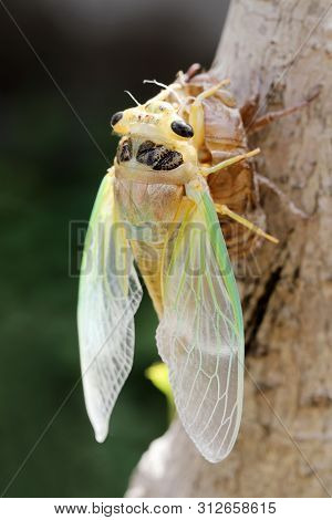 Macro Image Of A Newly Cicada Molting Process