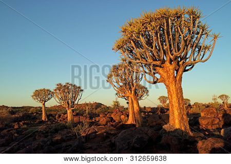 Scenic landscape with quiver trees (Aloe dichotoma) against a clear blue sky, Namibia
