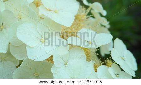Delicate And Beautiful White Hydrangea Quercifolia Flowers Close Up. Also Known As Oakleaf Hydrangea