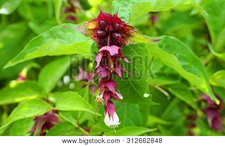 Himalayan Honeysuckle Showy And Bright Flowers And  Green Foliage. Other Names Leycesteria Formosa, 