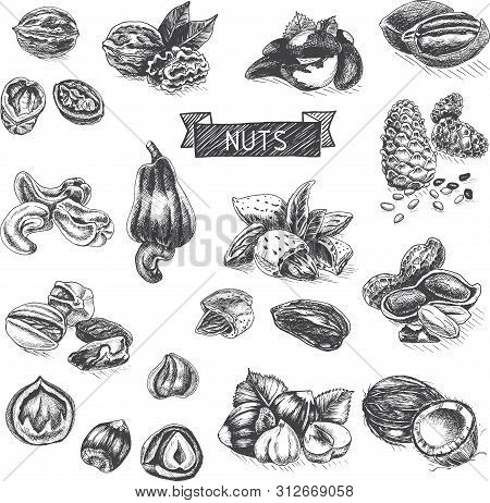 Vector Background Sketch Walnuts, Peanut, Cashew, Hazelnut, Almonds, Pistachio Nut.