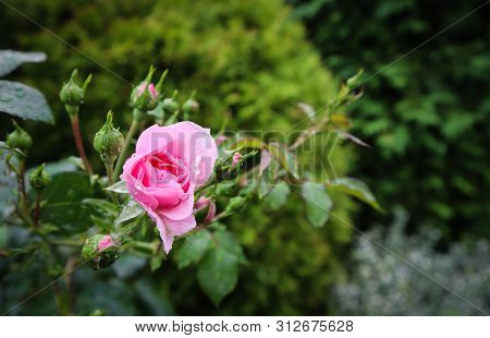 Beautiful Pink Rose Bonica With Buds And Dew Drops In The Garden. Perfect For Background Of Greeting
