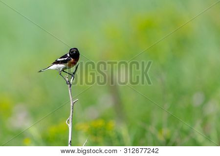Common Stonechat Or Saxicola Torquata On Branch In Habitat.
