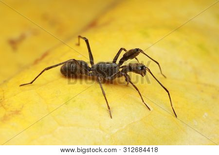 Spider On Yellow Leaf In Nature Outdoor