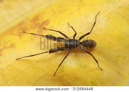 Spider On Yellow Leaf  In Nature Outdoor