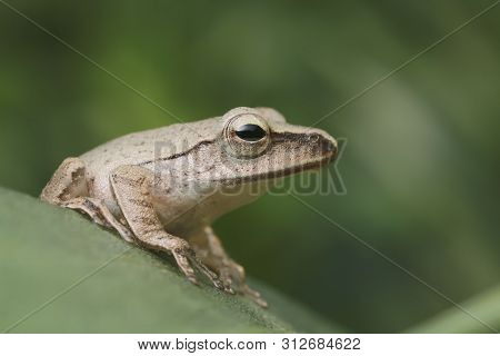 Close Up Brown Frog On Green Leaf