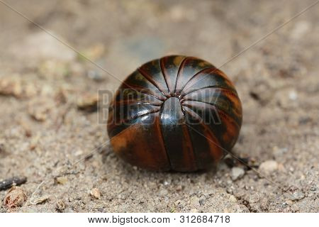 Millipede On Floor In Nature Outdoor On Sunny Day