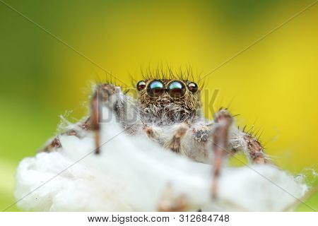 Dead Jumping Spider On Spider Hive With Green And Yellow Background