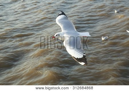 Top View Flying Seagulls In Ocean Outdoor